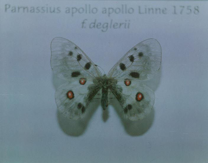 Parnassius apollo ab. form deglerii (Internet Image property of respective owner, non-commercial use only)